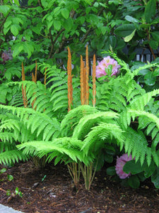 Fern, Cinnamon (Osmundastrum cinnamomea)