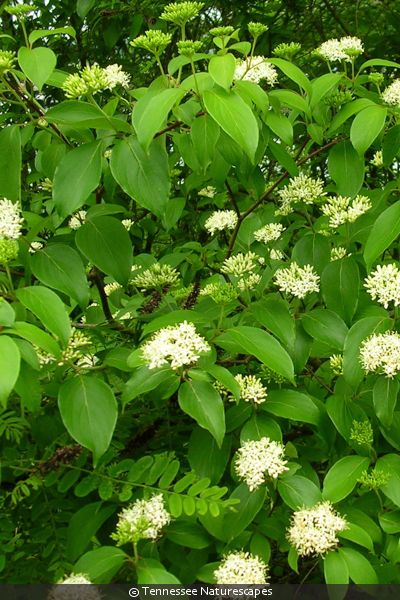 Dogwood, Silky (Cornus amomum)