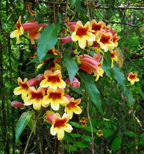 Crossvine (Bignonia capreolata)