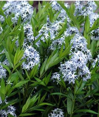Eastern Bluestar (Amsonia tabernaemontana)