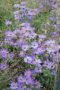 Aster, Eastern Showy (Eurybia spectabilis)
