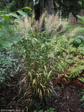 Bottlebrush Grass (Elymus hystrix)