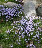 Phlox, Moss 'Emerald Blue' (Phlox subulata)