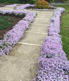 Phlox, Moss 'Emerald Blue' (Phlox subulata)