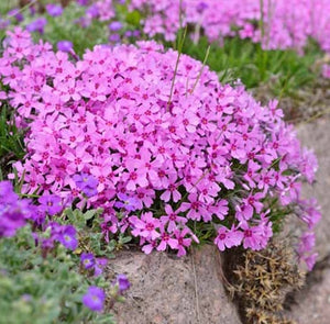 Phlox, Moss 'Emerald Pink' (Phlox subulata)