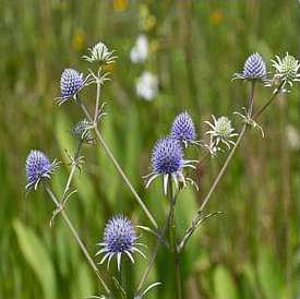Rattlesnake Master, Marsh (Eryngium aquaticum)