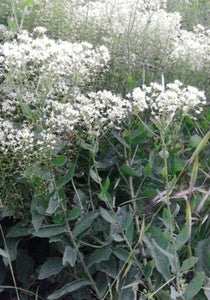 Boneset, Round Leaf (Eupatorium rotundifolium)