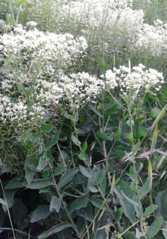 Boneset, Round Leaf (Eupatorium rotundifolium)