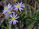 Aster, Flax Leaf (Ionactis linariifolia)