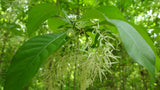 Fringe Tree (Chionanthus virginicus)