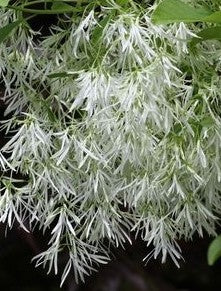 Fringe Tree (Chionanthus virginicus)