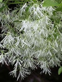 Fringe Tree (Chionanthus virginicus)