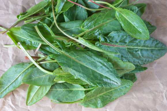 Garden sorrel (Rumex acetosa)