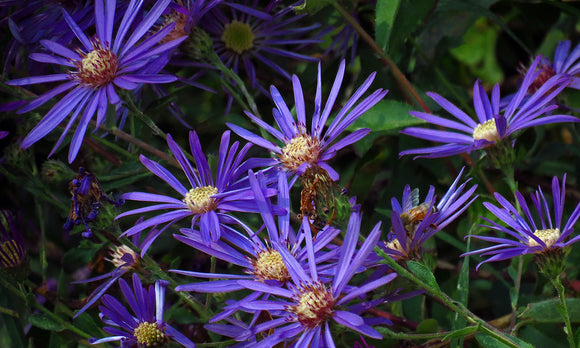 Aster, Georgia (Symphyotrichum georgianum)
