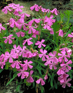 Wild Pink (Silene caroliniana)