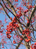 Hawthorn, Washington  (Crataegus phaenopyrum)