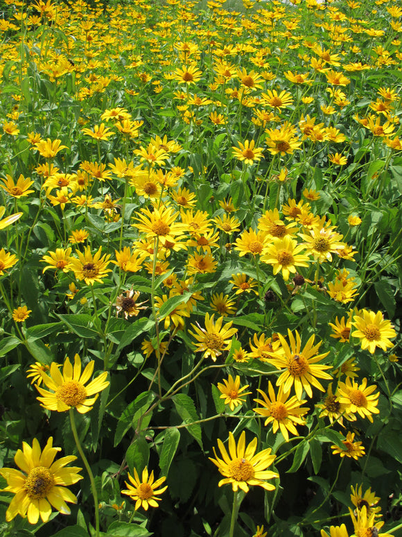 Oxeye Sunflower (Heliopsis helianthoides)