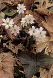 Hepatica, Sharp-Lobed (Hepatica nobilis var. acuta)