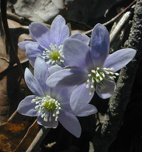 Sharp-Lobed Hepatica (Hepatica nobilis var. acuta)