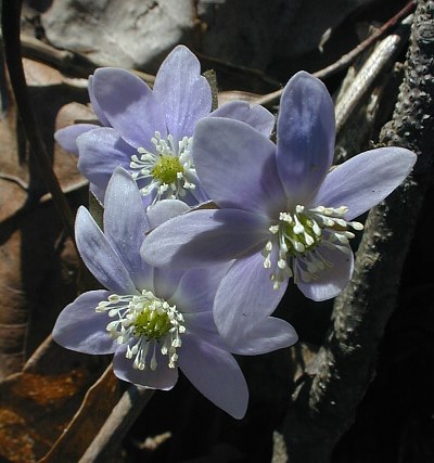 Hepatica, Sharp-Lobed (Hepatica nobilis var. acuta)