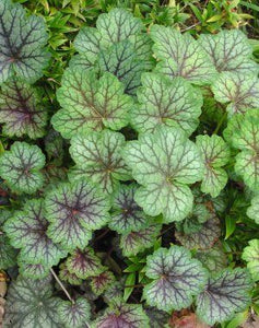 Alumroot, American 'Dale's Strain' (Heuchera americana)