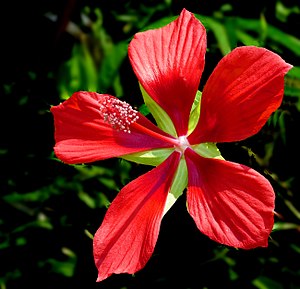 Rose Mallow, Red (Hibiscus coccineus)