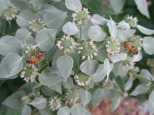 Mountain Mint, Clustered (Pycnanthemum muticum)