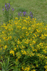 Bushy St. John's Wort (Hypericum densiflorum)