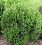 Holly, Inkberry, male (Ilex glabra)