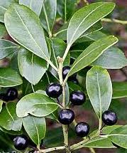 Holly, Inkberry, Female (Ilex glabra)