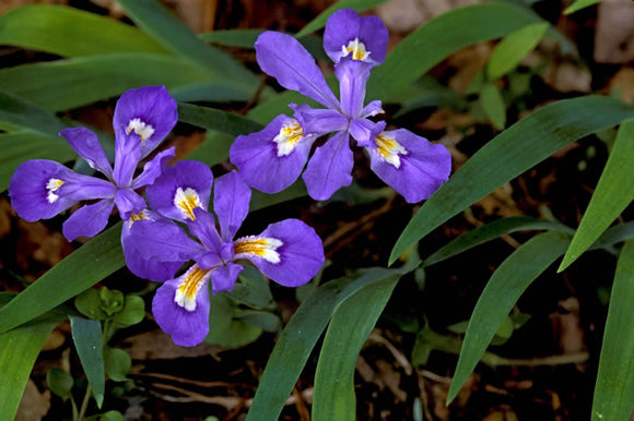 Iris, Dwarf Crested (Iris cristata)