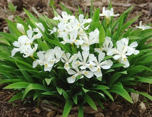 Iris, Dwarf Crested 'Tennessee White' (Iris cristata)