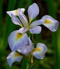 Iris, Southern Blue Flag (Iris virginica)
