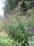 New York Ironweed (Vernonia noveboracensis)