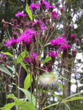New York Ironweed (Vernonia noveboracensis)