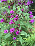 New York Ironweed (Vernonia noveboracensis)