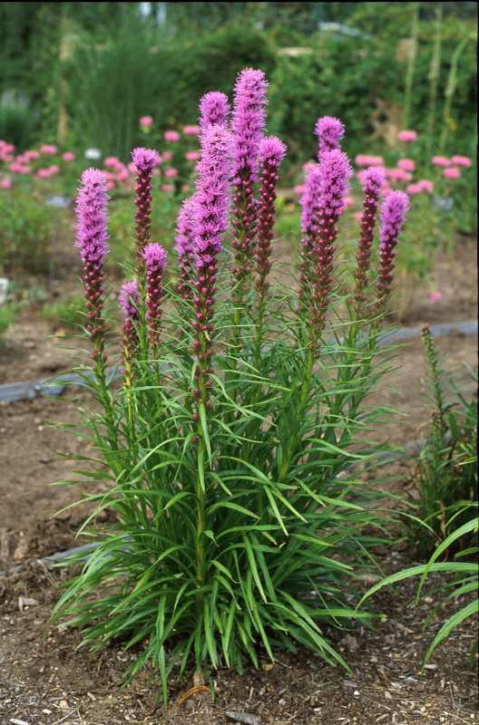 Blazing Star, Dense (Liatris spicata)