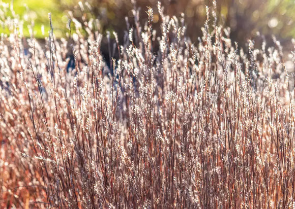 Bluestem, Little (Schizachyrium scoparium)