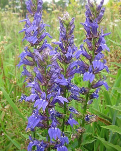 Great Blue Lobelia (Lobelia siphilitica)