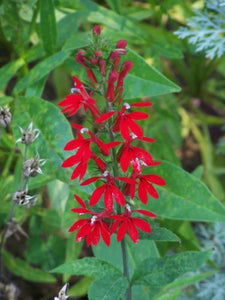 Cardinal Flower (Lobelia cardinalis)
