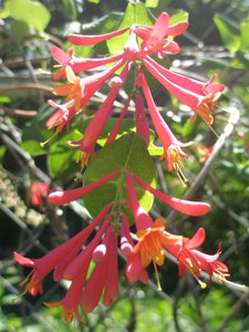 Coral Honeysuckle (Lonicera sempervirens)