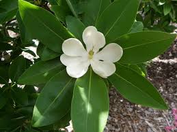 Magnolia, Sweetbay (Magnolia virginiana)