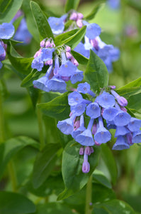 Virginia Bluebells (Mertensia virginica)