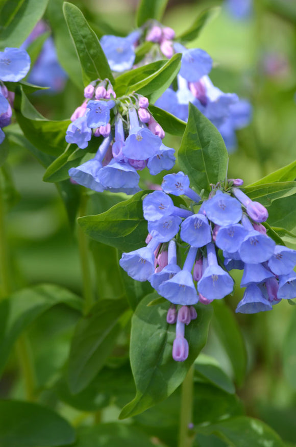 Virginia Bluebells (Mertensia virginica)