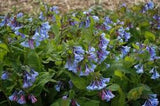 Virginia Bluebells (Mertensia virginica)