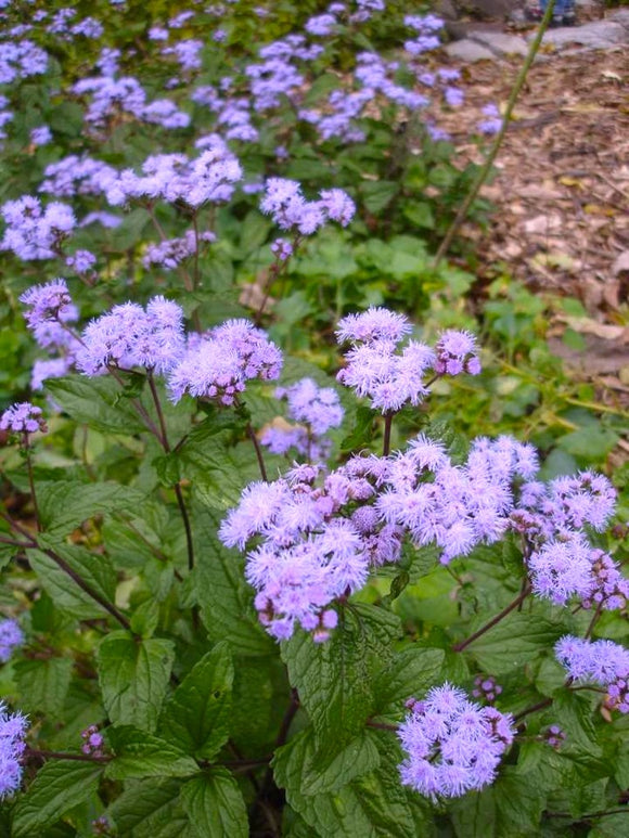 Mistflower (Conoclinium coelistinum)
