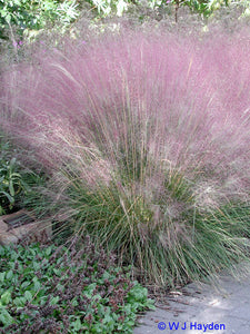 Muhly Grass/Pink Hair Grass (Muhlenbergia capillaris)