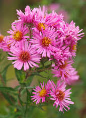 Aster, New England - Pink (Symphyotrichum novae-angliae)