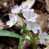 Spring Beauties (Claytonia virginica)