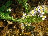 Aster, Flax Leaf (Ionactis linariifolia)